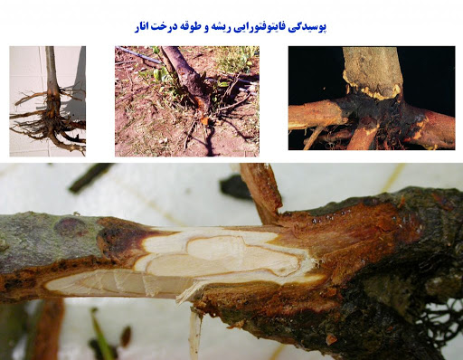 شناخت بیماری پوسیدگی طوقه انار و نحوه ی درمان